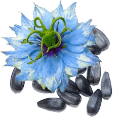 huiledenigelle accueil fleur